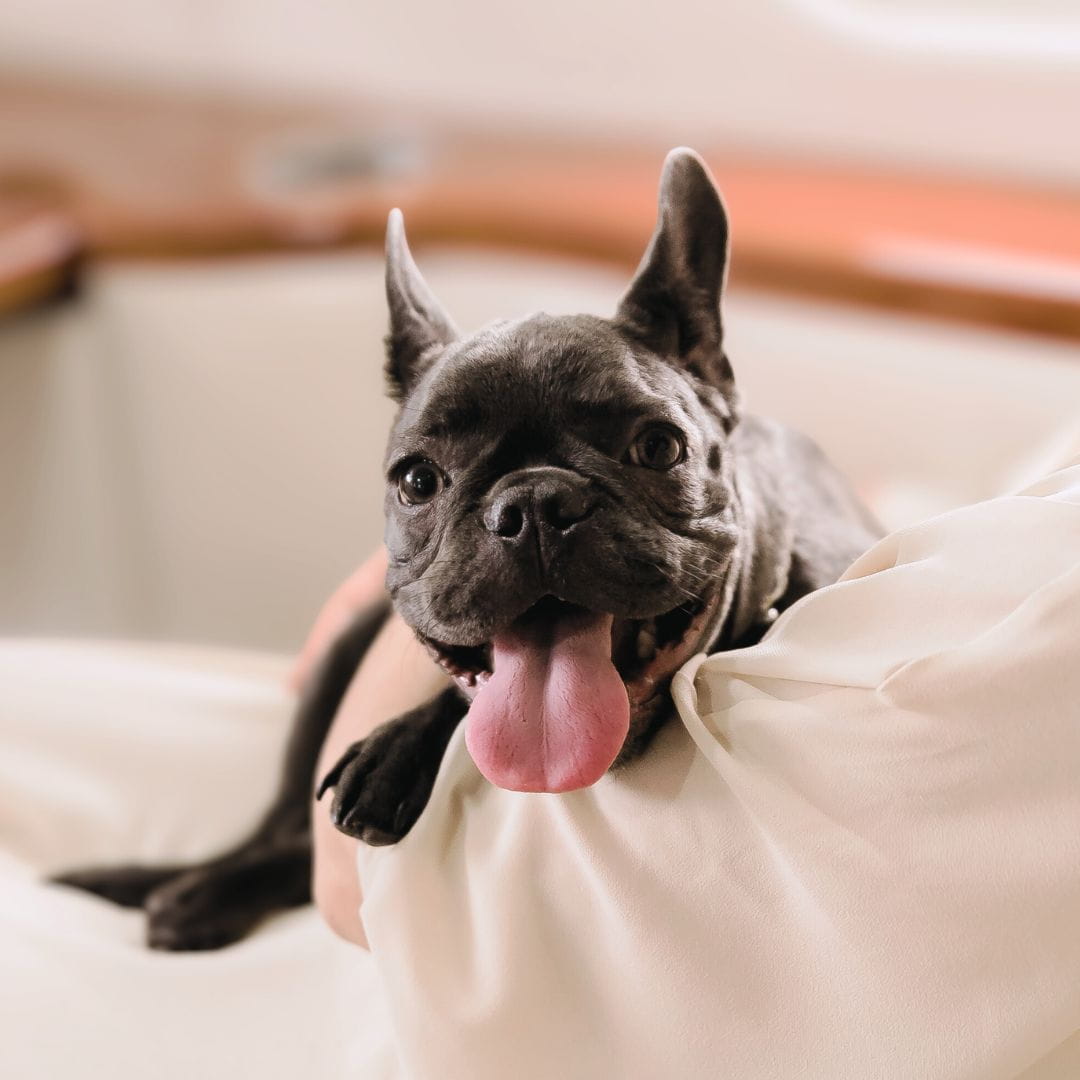 Dog sitting comfortably in the cabin of a pet-friendly private charter aircraft.